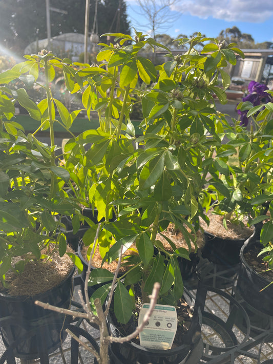 Mexican Orange Blossom