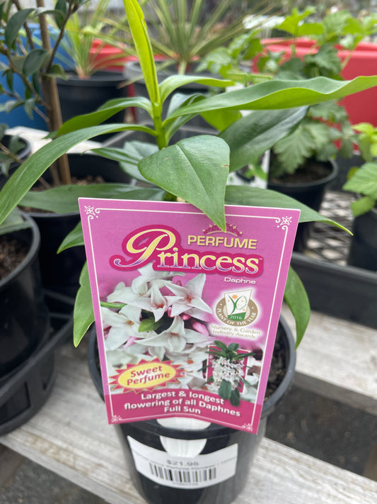 Daphne odora 'Perfume Princess'