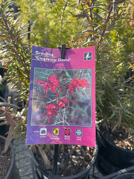 Grevillea 'Clearview David' - Rose-Red Spider Flower