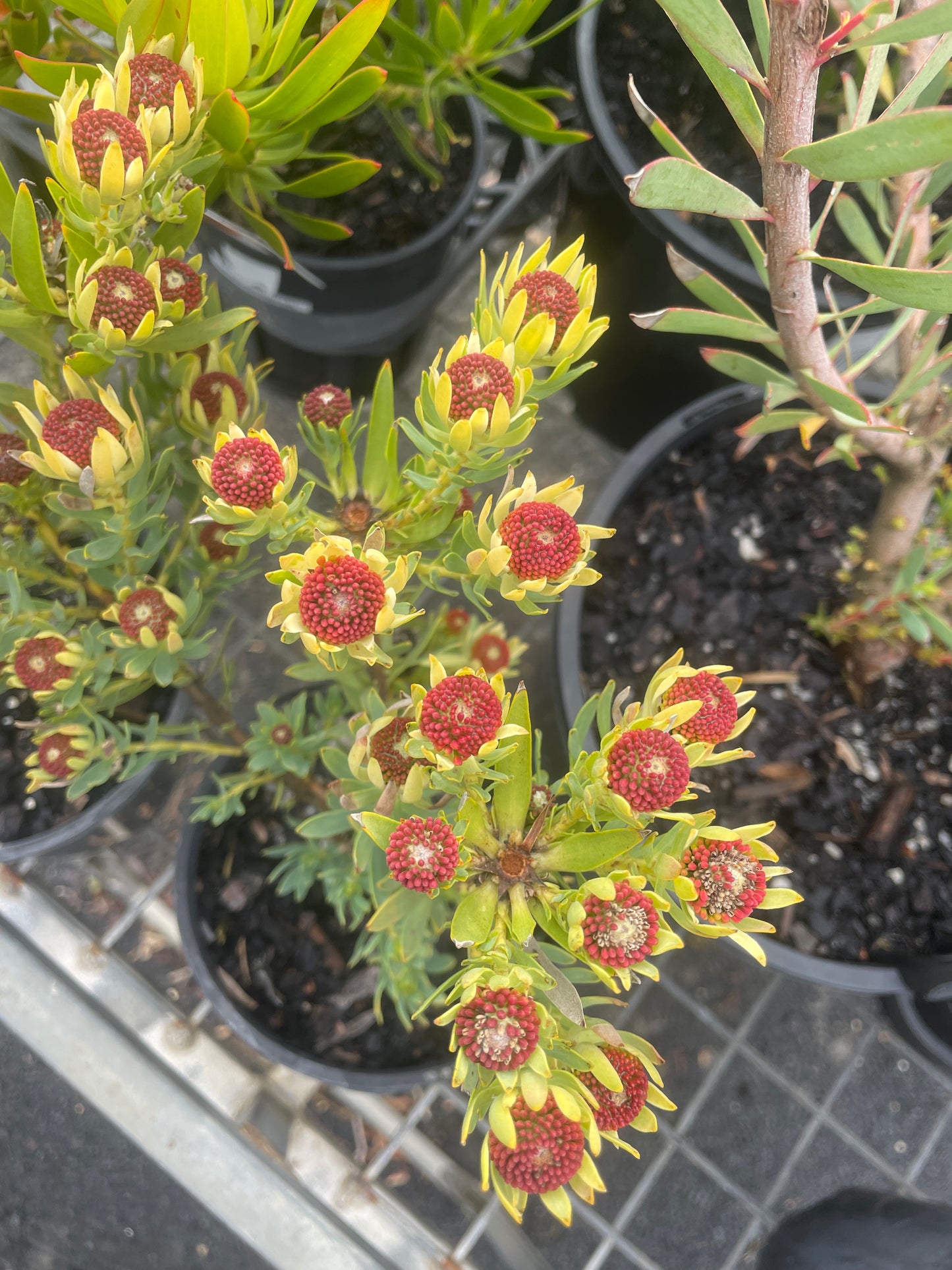 Leucadendron 'Bella's Buttons'