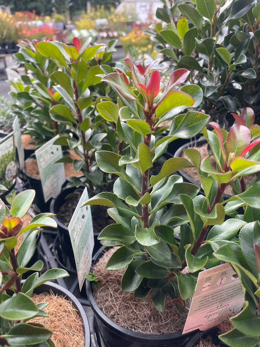 Rhaphiolepis 'Snow Maiden'