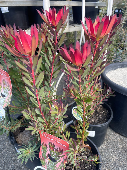 Leucadendron 'Devils Blush'