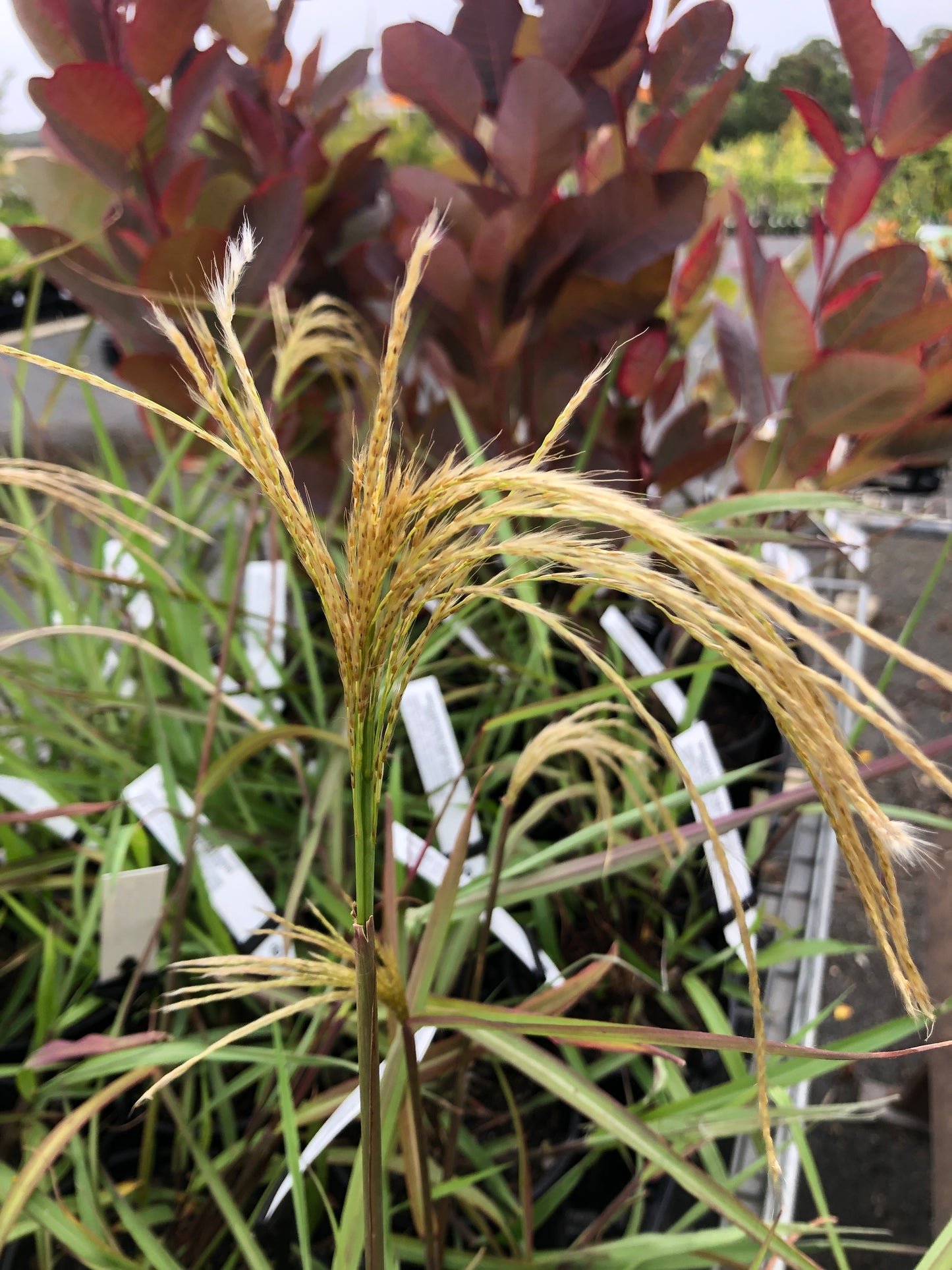 Miscanthus nepalensis - Himalayan Fairy Grass