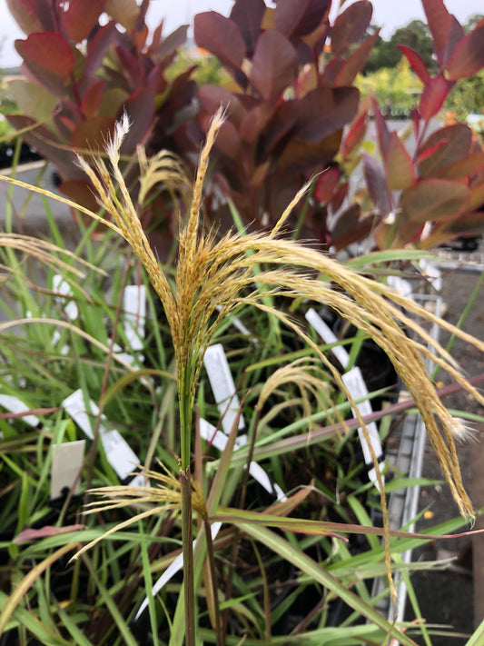Miscanthus nepalensis - Himalayan Fairy Grass