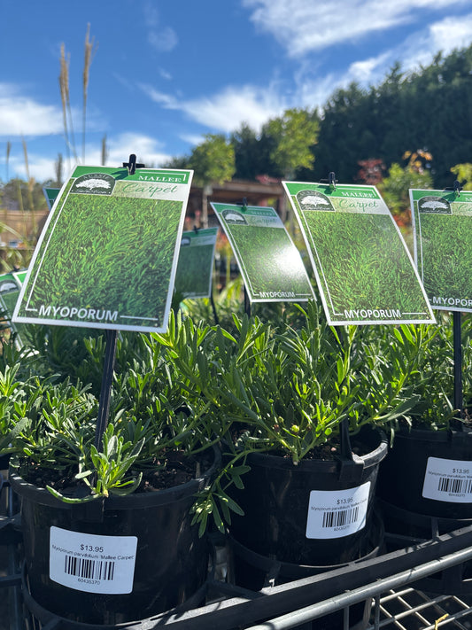 Myoporum parvifolium 'Mallee Carpet'