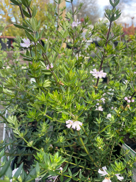 Westringia Glabra