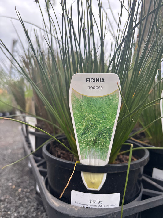 Ficinia nodosa - Knobby Club Rush