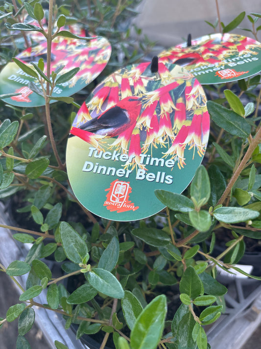 Correa 'Tucker Time Dinner Bells' - Native Fuchsia