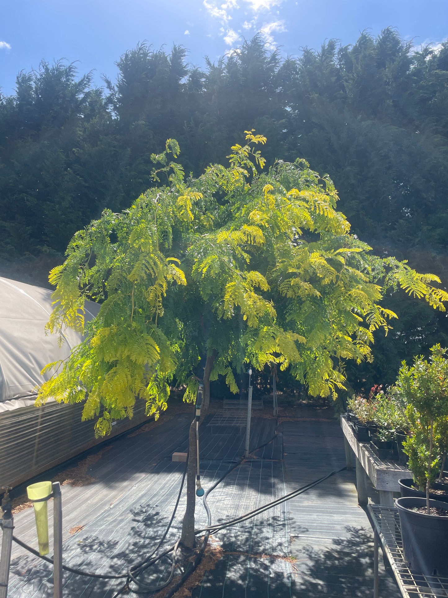 Gleditsia triacanthos 'Sunburst' - Sunburst Honey Locust