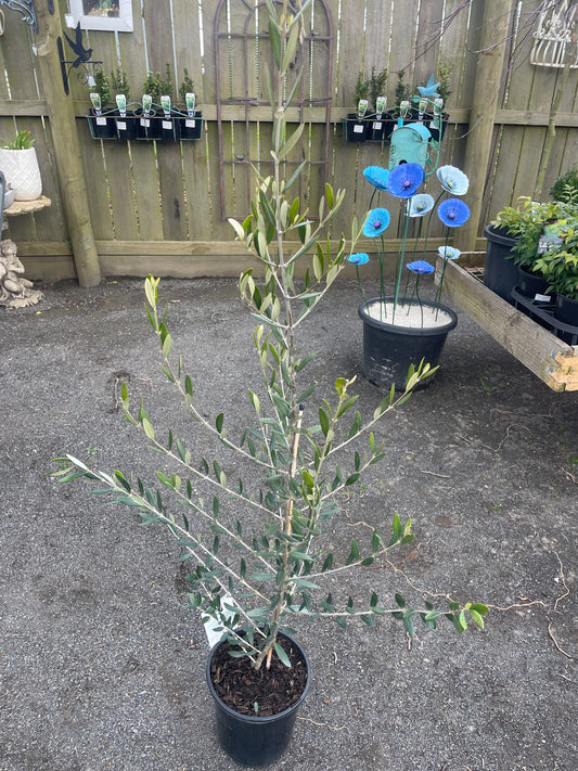 Olive 'Manzanillo'