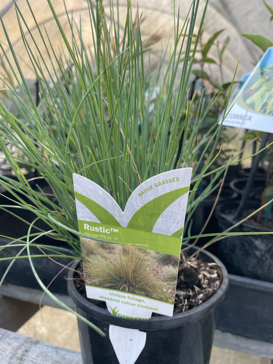 Poa 'Rustic'