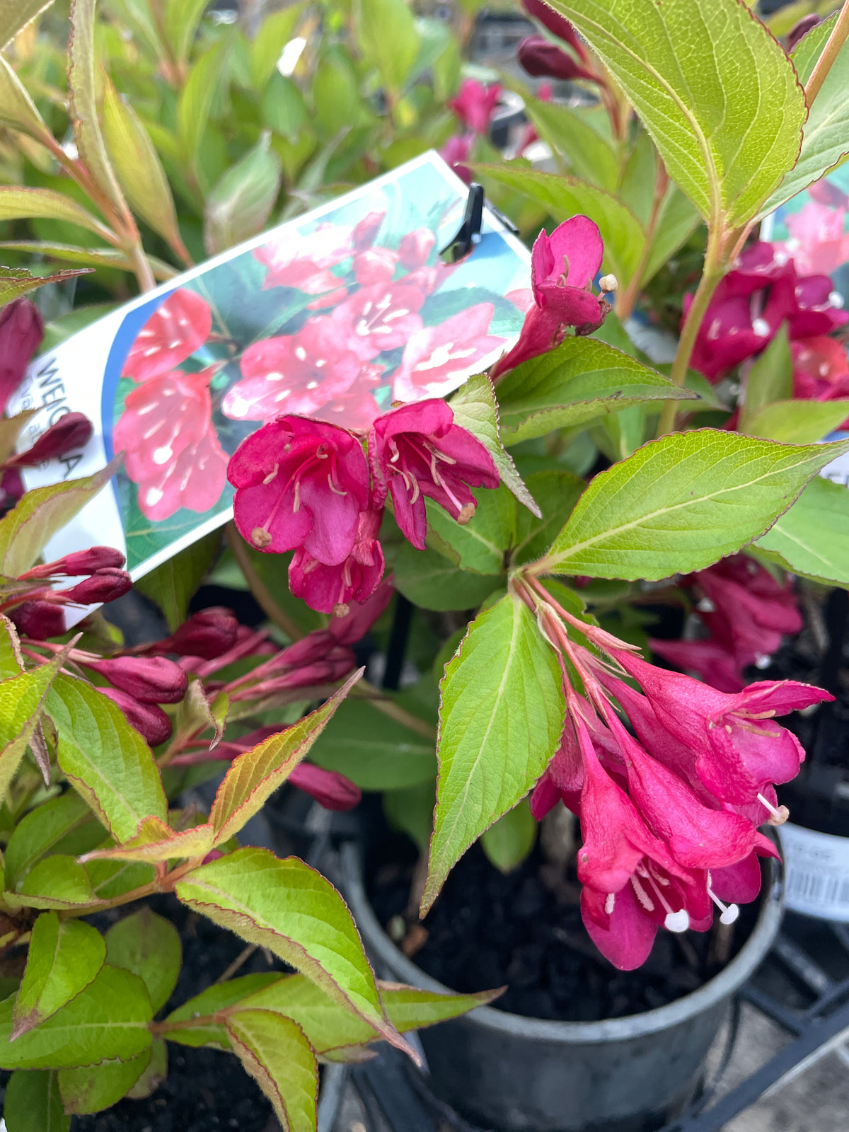 Weigela 'Eva Rathke'