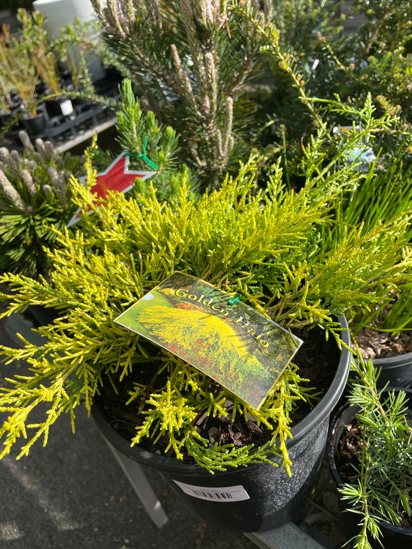 Cupressus macrocarpa 'Golden Halo'