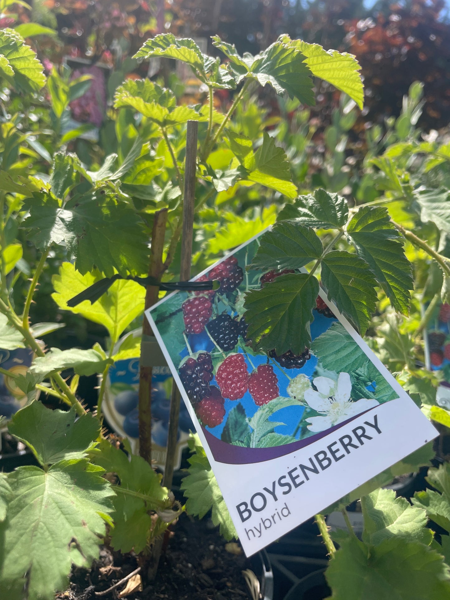 Rubus ursinus × idaeus 'Boysenberry'