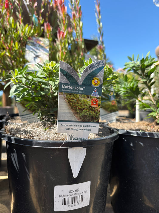 Callistemon 'Better John'