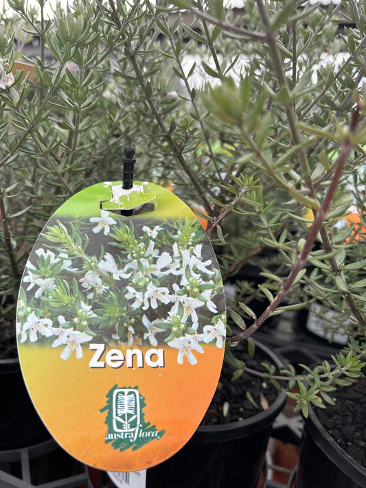 Westringia 'Zena'
