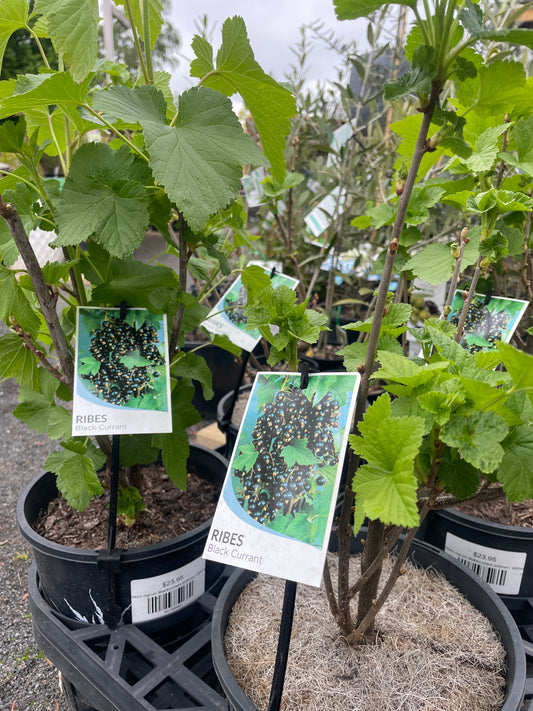 Ribes nigrum Blackcurrant 200mm