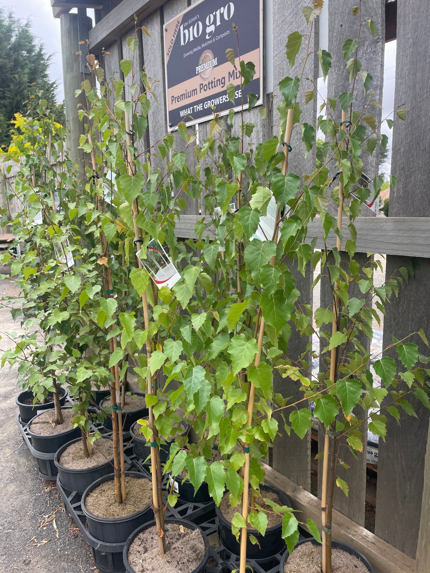 Betula pendula