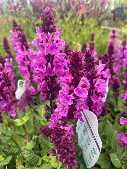Salvia 'Rose Marvel'