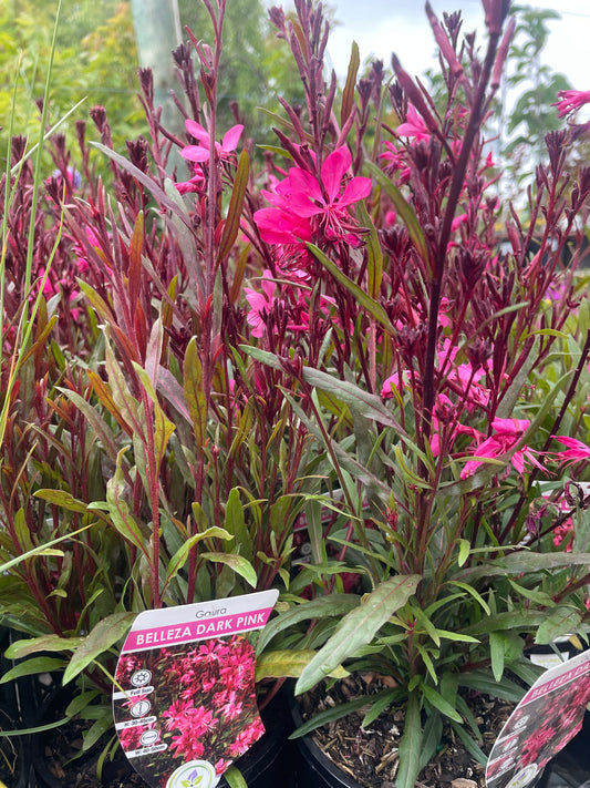 Gaura lindheimeri 'Belleza Dark Pink'