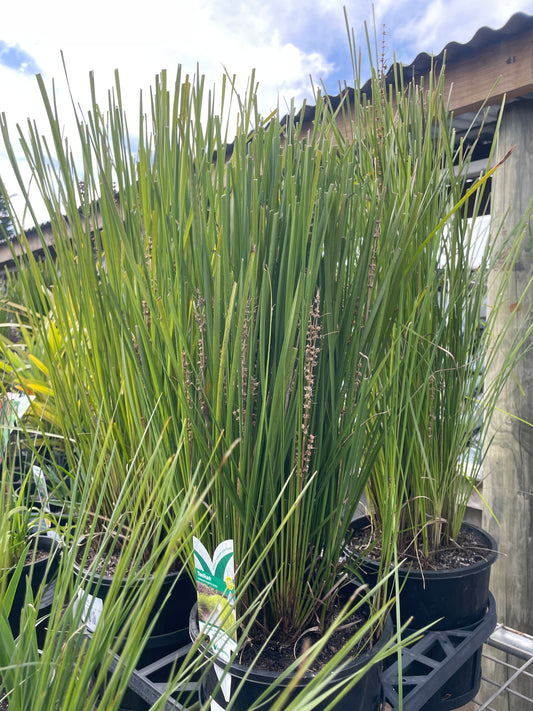 Lomandra longifolia 'Tanika'
