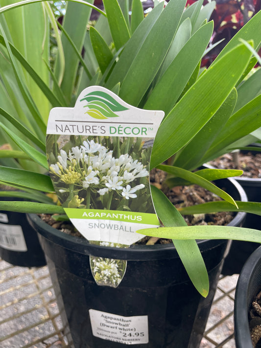 Agapanthus 'Snowball'