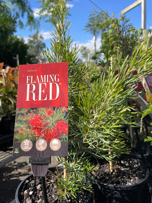 Grevillea 'Flaming Red'