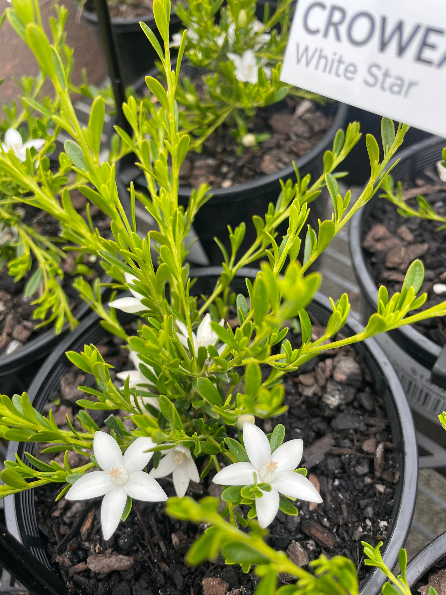 Crowea exalata 'White Star'