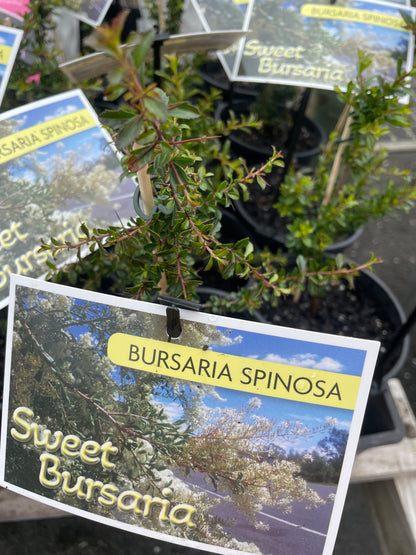 Bursaria spinosa