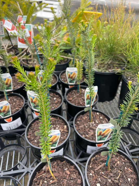 Banksia ericifolia - Heath-leaved Banksia