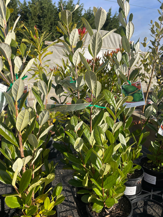 Feijoa sellowiana - Pineapple Guava