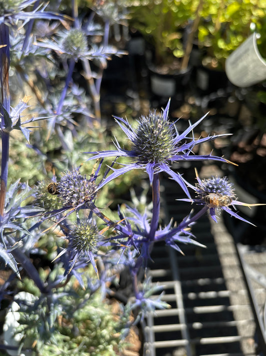 Eryngium bourgatii 'Lapis Blue'