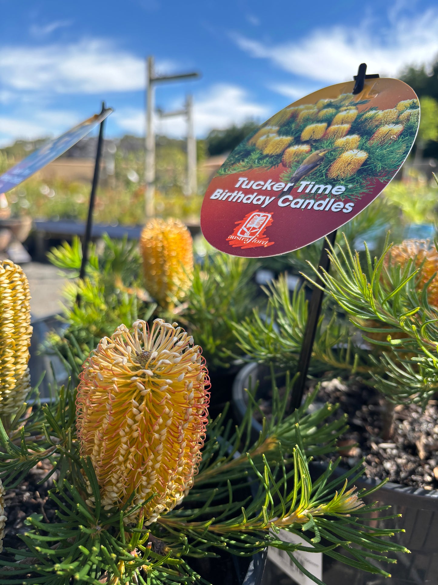 Banksia 'Birthday Candles'
