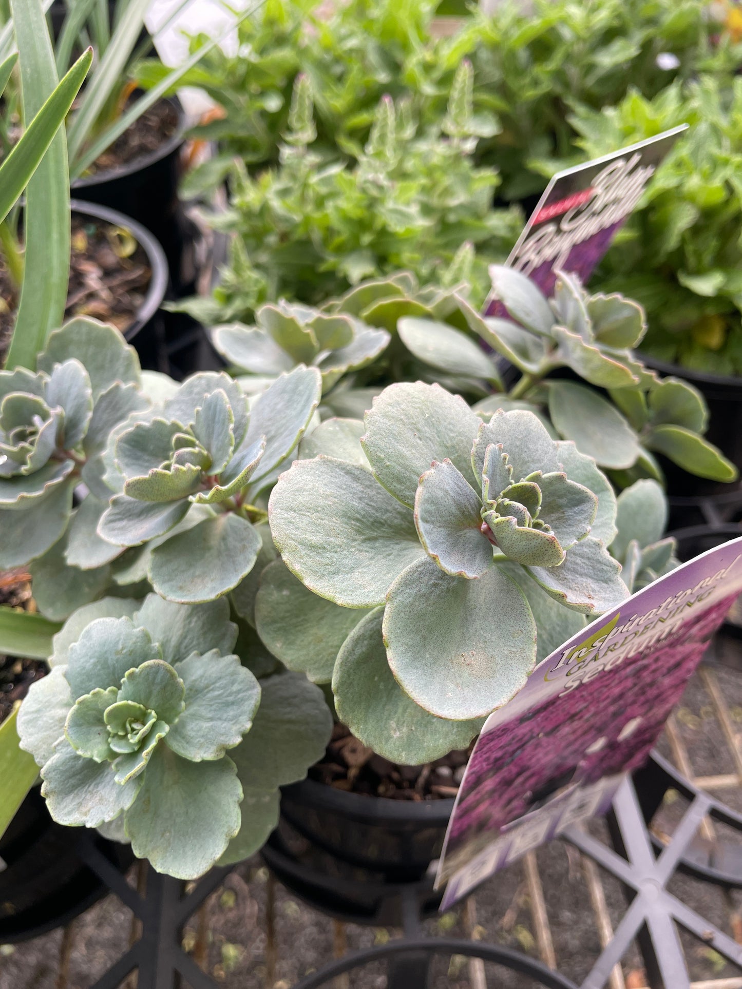 Sedum 'Superstar' 140mm