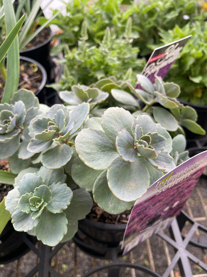 Sedum 'Superstar' 140mm