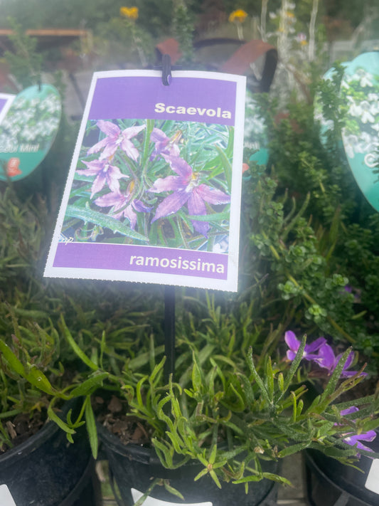 Scaevola ramosissima