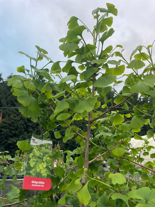 Ginkgo biloba