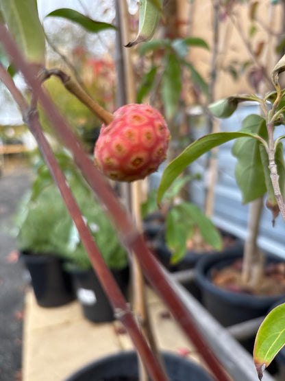 Cornus capitata - Himalayan Dogwood