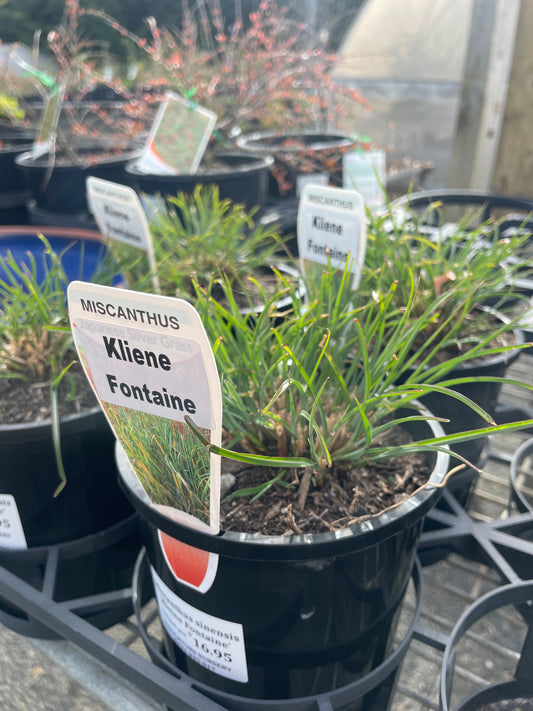 Miscanthus 'Kleine Fontaine'