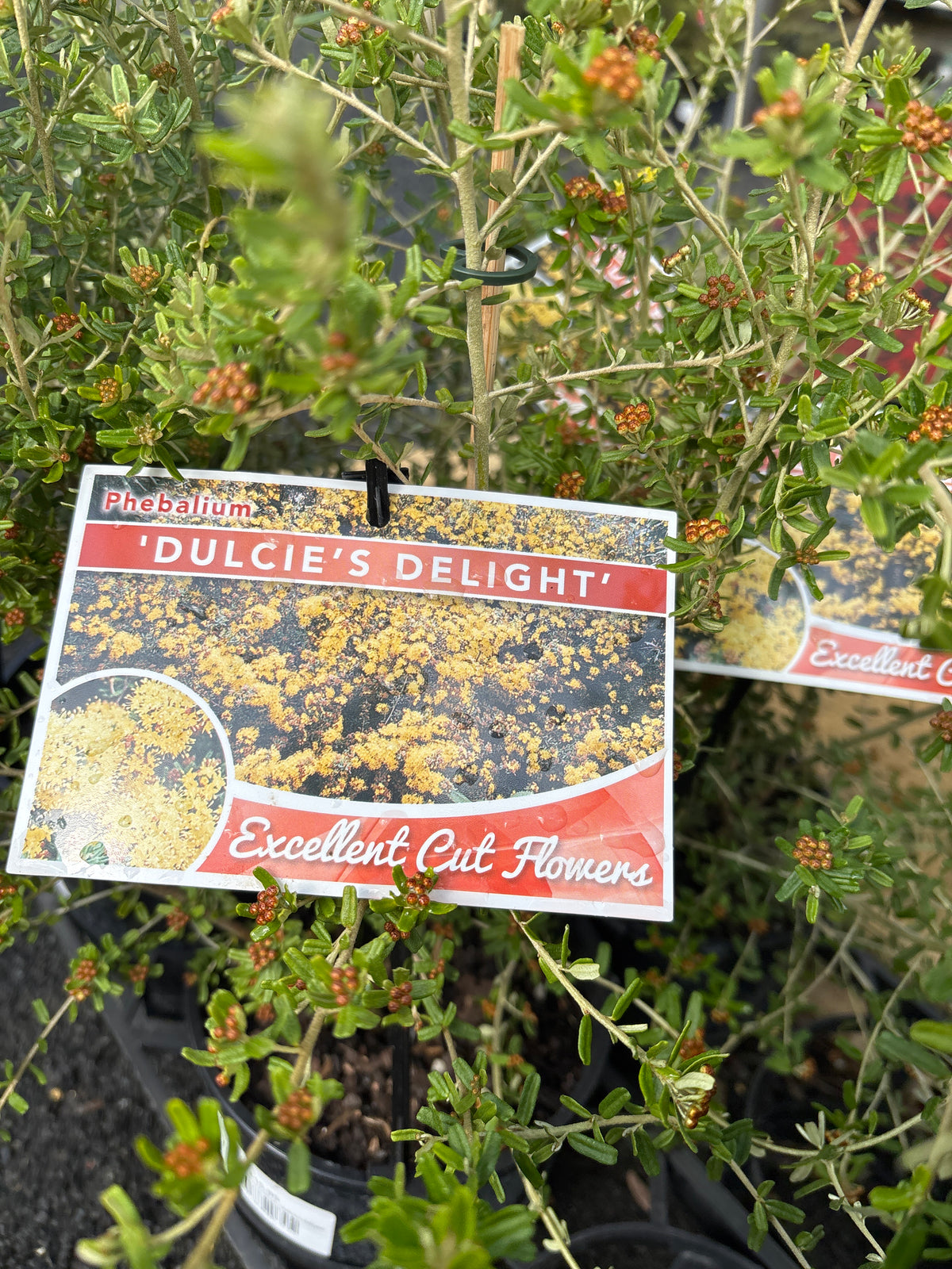 Phebalium aff. squamulosum 'Dulcie's Delight'