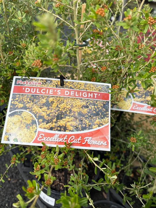 Phebalium aff. squamulosum 'Dulcie's Delight'