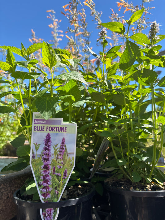 Agastache 'Blue Fortune'