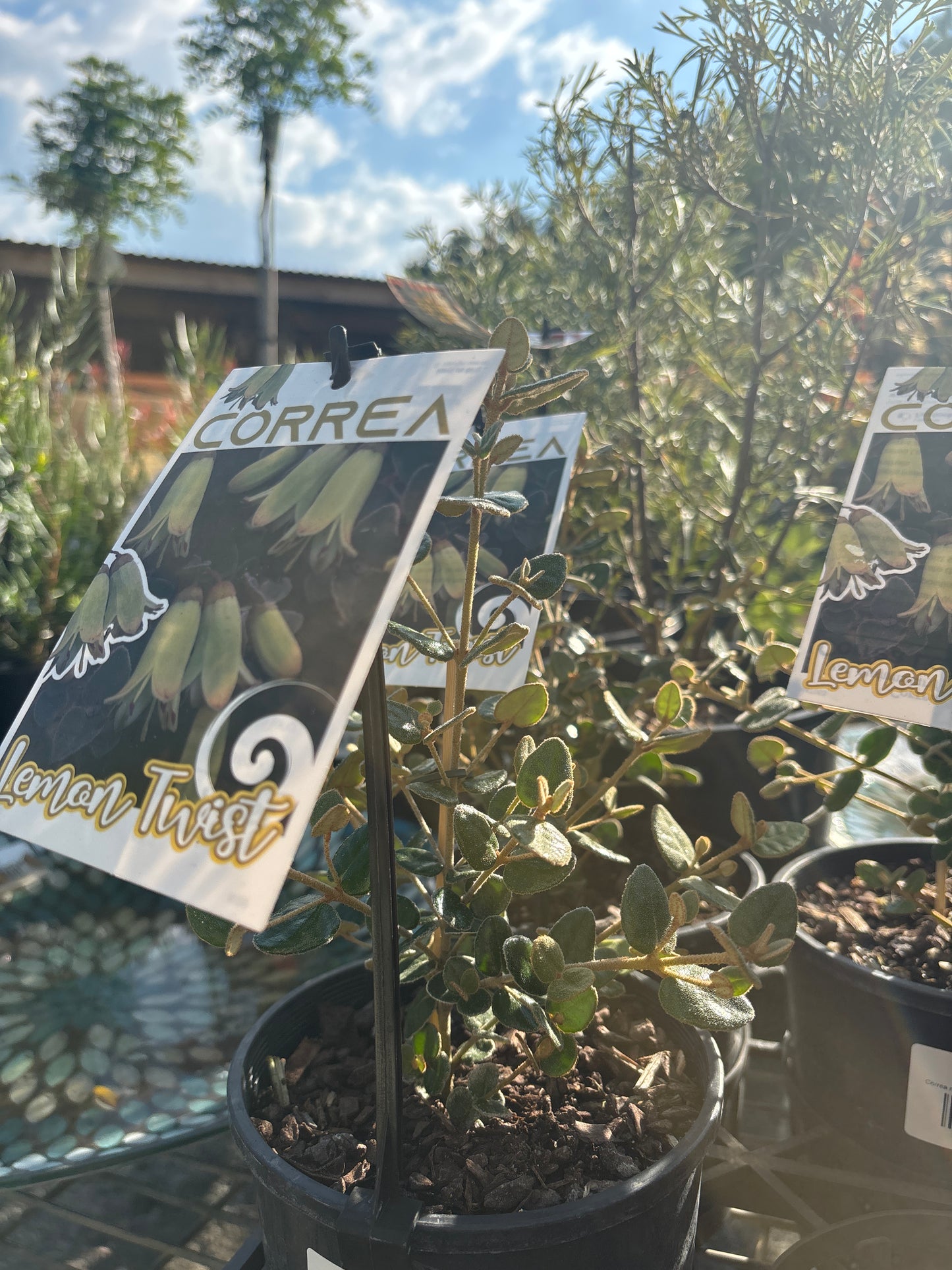 Correa reflexa x alba 'Lemon Twist' - Native Fuchsia