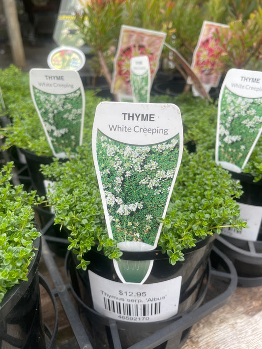 Thymus serp. 'Albus'