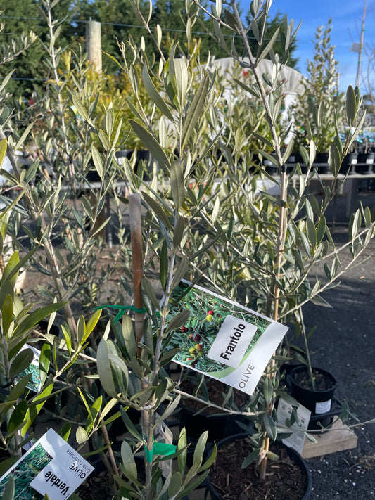 Olea europaea 'Frantoio' - Italian Olive Tree