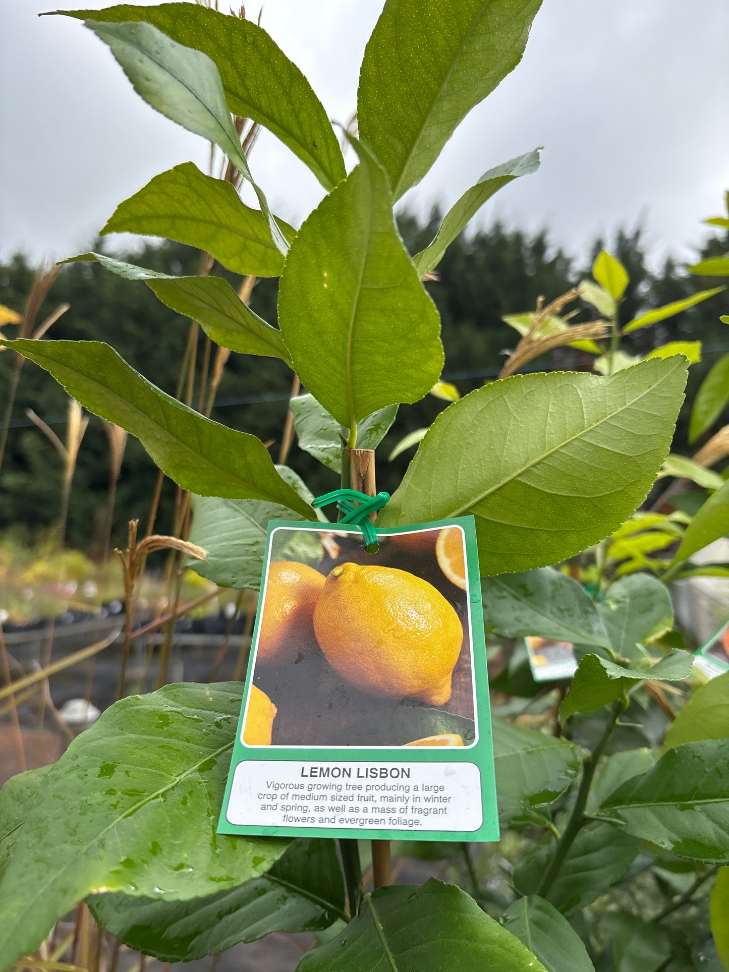 Citrus limon - Lisbon Lemon