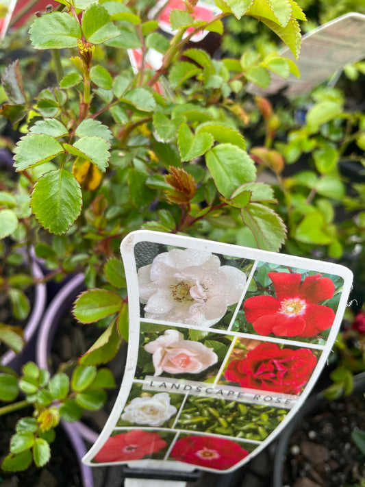Rosa 'Flower Carpet' - Groundcover Rose