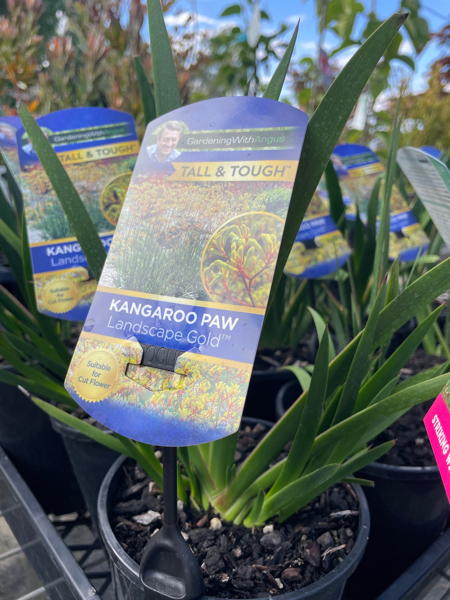 Anigozanthos 'Landscape Gold'