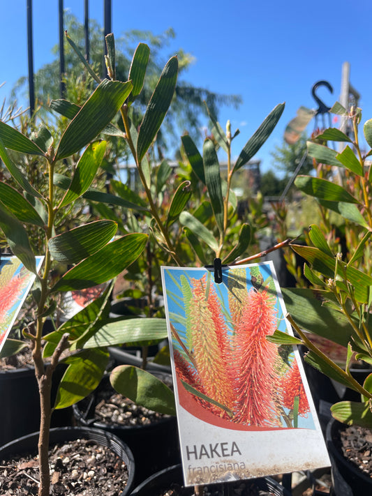 Hakea francisiana