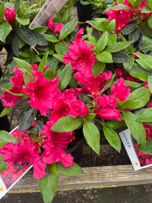 Azalea 'Red Wing'
